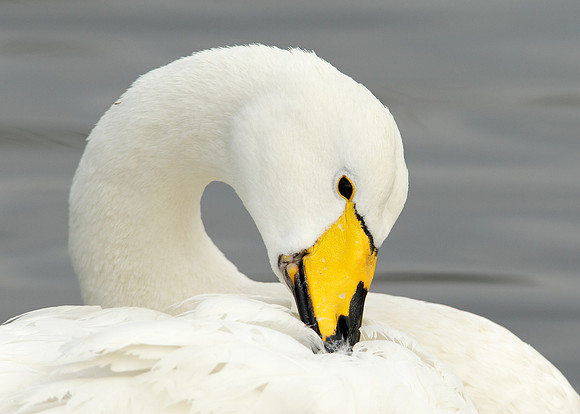Whooper Swan Cygnus cygnus