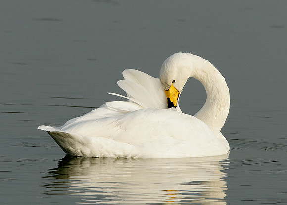 Whooper Swan Cygnus cygnus