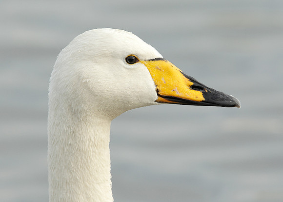 Whooper Swan Cygnus cygnus