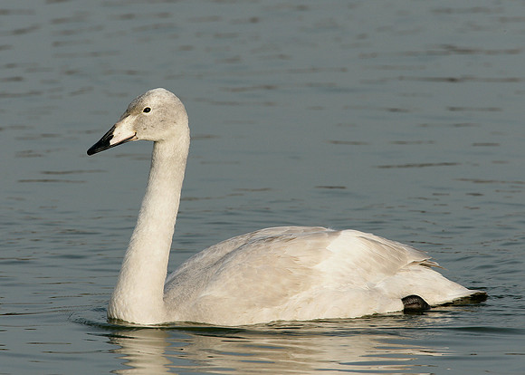 Whooper Swan Cygnus cygnus