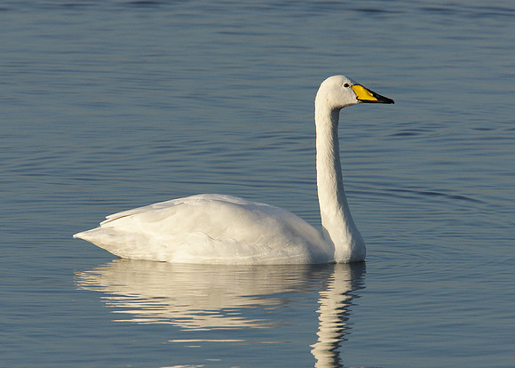 Whooper Swan Cygnus cygnus