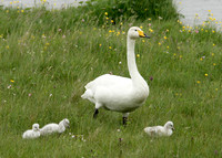 Whooper Swan Cygnus cygnus