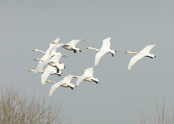 Whooper Swan Cygnus cygnus