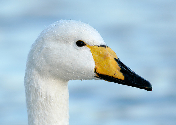 Whooper Swan Cygnus cygnus