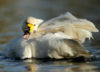 Whooper Swan Cygnus cygnus