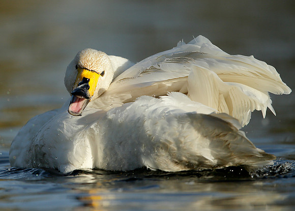 Whooper Swan Cygnus cygnus
