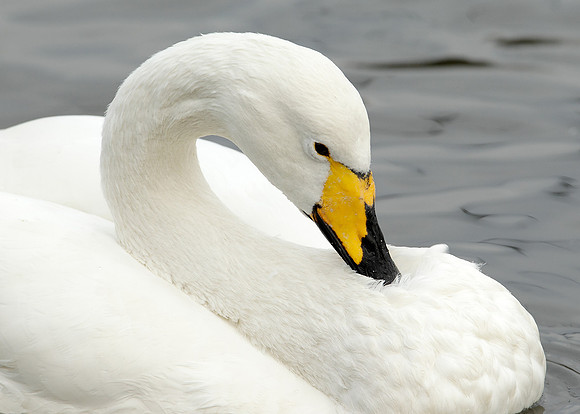 Whooper Swan Cygnus cygnus