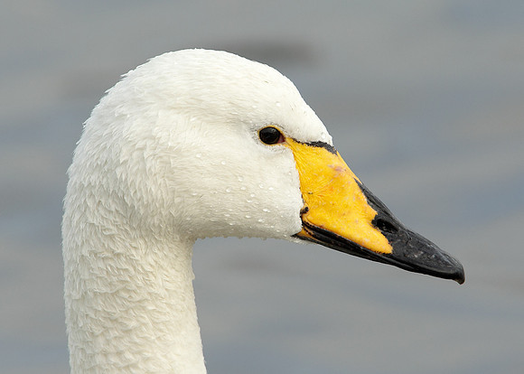 Whooper Swan Cygnus cygnus