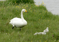 Whooper Swan Cygnus cygnus