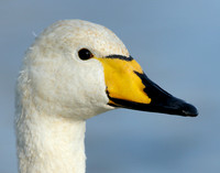 Whooper Swan Cygnus cygnus
