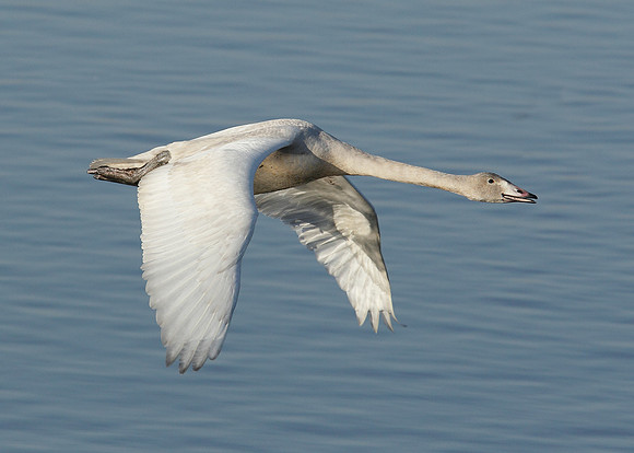 Whooper Swan Cygnus cygnus