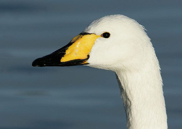Whooper Swan Cygnus cygnus