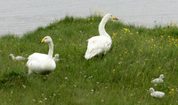Whooper Swan Cygnus cygnus