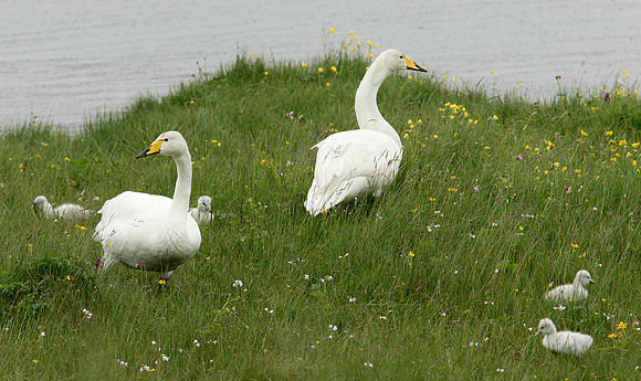 Whooper Swan Cygnus cygnus