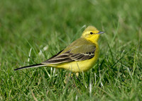 Yellow Wagtail Motacilla flava