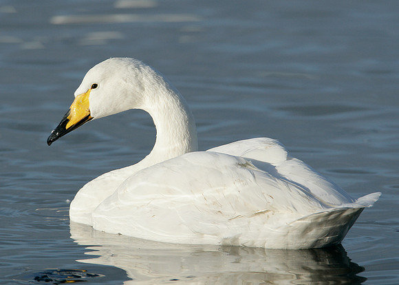 Whooper Swan Cygnus cygnus