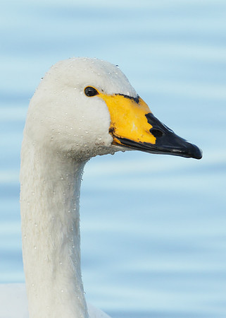 Whooper Swan Cygnus cygnus