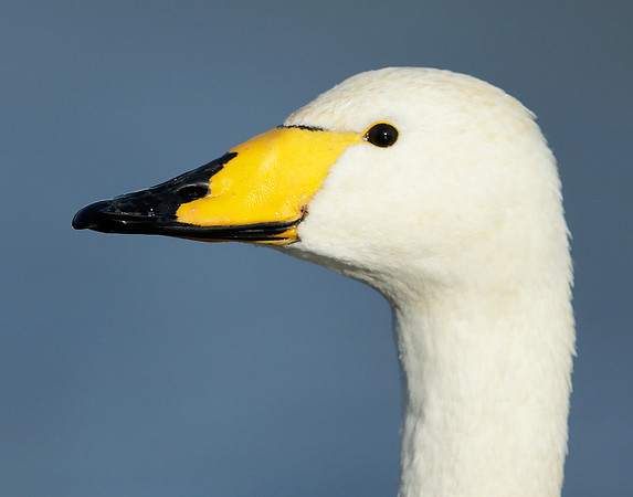 Whooper Swan Cygnus cygnus