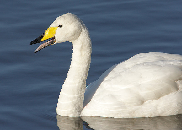 Whooper Swan Cygnus cygnus