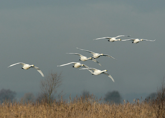 Whooper Swan Cygnus cygnus