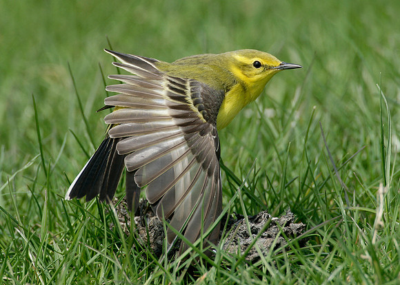 Yellow Wagtail Motacilla flava