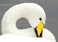 Whooper Swan Cygnus cygnus