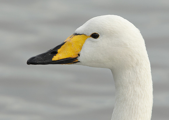 Whooper Swan Cygnus cygnus