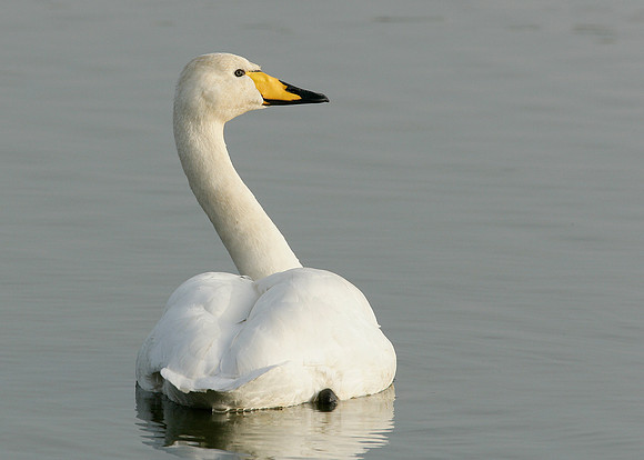 Whooper Swan Cygnus cygnus