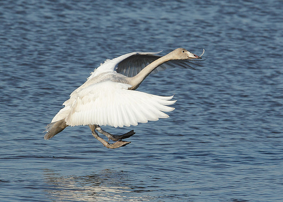 Whooper Swan Cygnus cygnus
