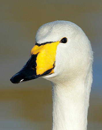 Whooper Swan Cygnus cygnus