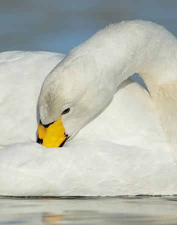 Whooper Swan Cygnus cygnus
