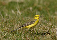 Yellow Wagtail Motacilla flava