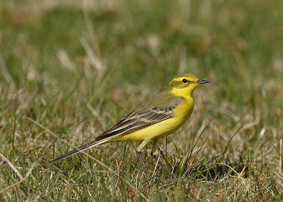 Yellow Wagtail Motacilla flava