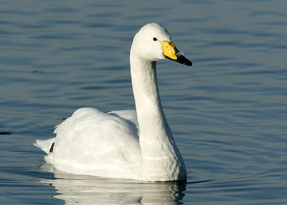 Whooper Swan Cygnus cygnus