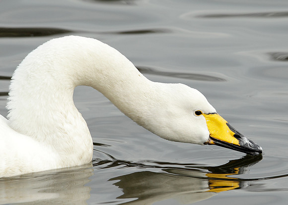 Whooper Swan Cygnus cygnus