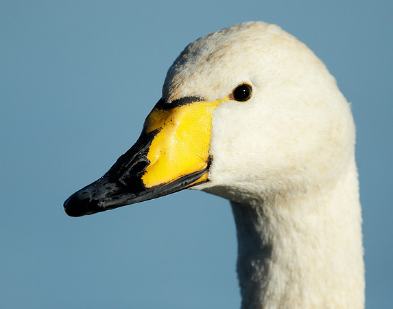 Whooper Swan Cygnus cygnus