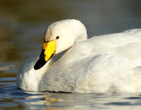 Whooper Swan Cygnus cygnus
