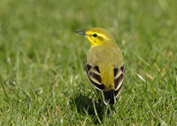 Yellow Wagtail Motacilla flava