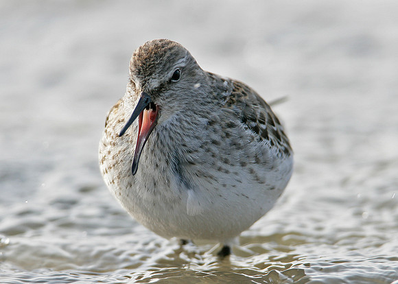 White-rumped Sandpiper Calidris fuscicollis