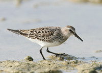 White-rumped Sandpiper Calidris fuscicollis