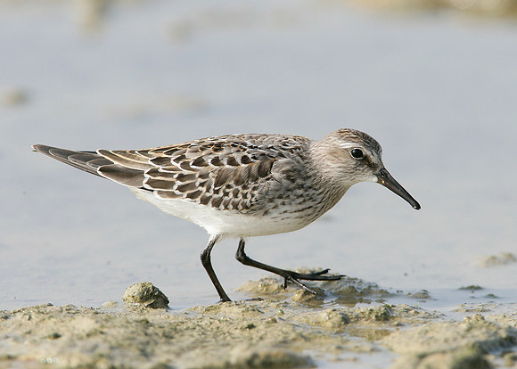 White-rumped Sandpiper Calidris fuscicollis