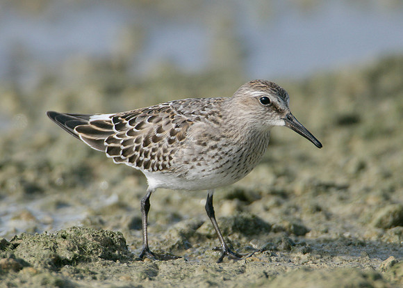 White-rumped Sandpiper Calidris fuscicollis