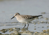 White-rumped Sandpiper Calidris fuscicollis