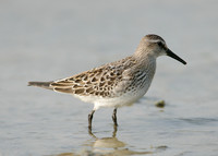 White-rumped Sandpiper Calidris fuscicollis