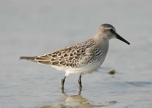 White-rumped Sandpiper Calidris fuscicollis