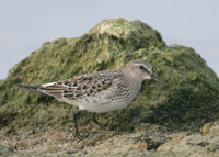 White-rumped Sandpiper Calidris fuscicollis