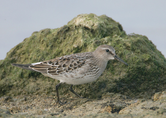 White-rumped Sandpiper Calidris fuscicollis