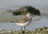White-rumped-Sandpiper Grafham Oct 2005