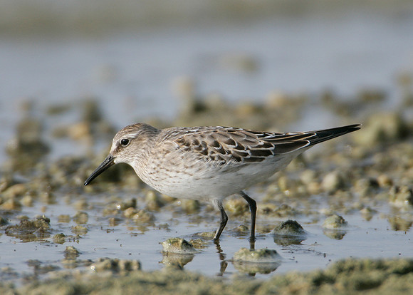 White-rumped Sandpiper Calidris fuscicollis