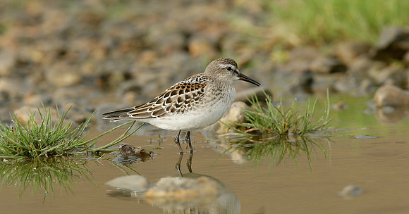 White-rumped Sandpiper Calidris fuscicollis